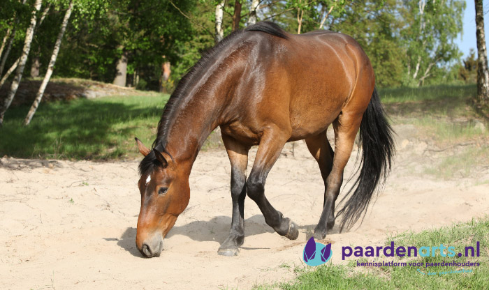 Paard dat in het zand wilt gaat rollen