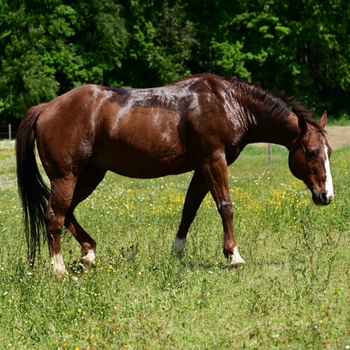 Zwetend paard - Epplejeck