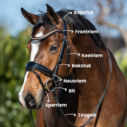 Hoofdstel paard onderdelen
