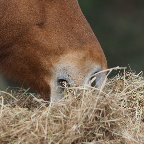 Close up dat een paard hooi aan het eten is